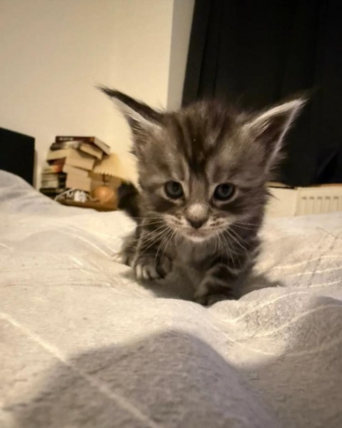 úžasné mačiatko Maine Coon - Mačky Baďan - Na Predaj .EU