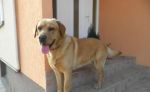 Zlatý Labrador Retriever na krytie