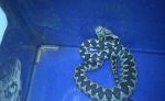 Sistrurus miliarius, Vipera ammodytes, Cerastes cerastes