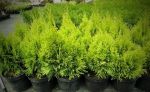 Thuja occidentalis &quot; Golden Smaragd&quot