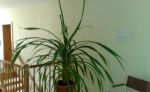 Palma Pandanus