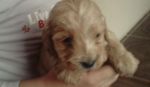 Anglicky kokerspaniel