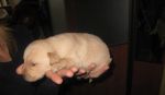 Steniatka Labradora Posledny 3PSI a 1FENKA