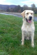 Čistokrvný Labrador krémovej farby na krytie :)