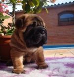 Šarpej, Shar-pei
