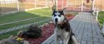 Sibírsky Husky