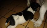 Jack Russell Terrier