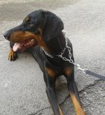 Darujem dobermana