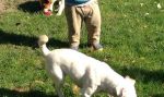 Darujem Jack Russel Terrier