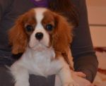 Cavalier King Charles Spaniel s PP