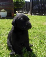 Steniatka labradora
