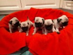 Steniatka mops