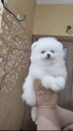 Predám Nemecký trpasličí špic pomeranian