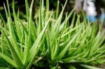 Rastlina aloe vera
