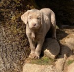 Dve šteniatka labradora na adopciu