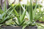 Predaj aloe vera