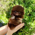 Krásna pomôcka na čaj Bear Face Micro