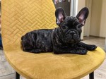 Šteniatka francúzskeho buldočka v kvalite KC na adopciu!!!