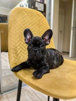 Šteniatka francúzskeho buldočka na adopciu