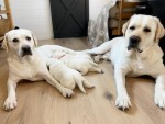 Dve šteniatka labradora zadarmo