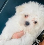Teddybear maltese