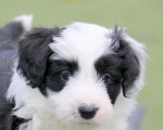 Ghost Merle border kolie