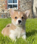 1 vWD & DM CLEAR GIRL KC REG CORGI ŠTĚŇATA