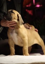 PŘIPRAVEN JÍT! Čistá štěňata Presa Canario