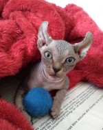 Bezsrsté mačiatka Elf Sphynx, TICA reg.