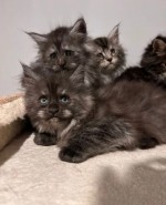 TICA Champion Parent čistokrvný Mainecoons-XL