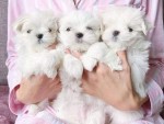 Maltezak, mini maltezak, maltezak