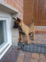 belgický malinois