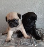 šteniatka mops-pug