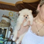 Pomeranian mini