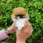 Dostupné šteniatka pomeranian