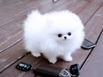 Šteniatka pomeranianského špica