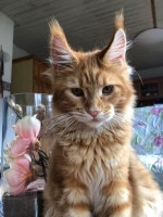 Maine Coon mačky k dispozícii