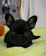 Šteniatko francúzskeho buldočka na adopciu zdarma!!!