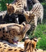 Serval mačiatka na adopciu