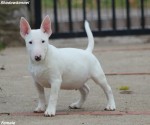 Šteniatka Mini Bull Terrier