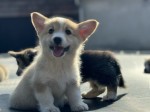 Šteniatka Welsh Corgi Pembroke