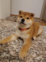 Shiba inu šteniatka
