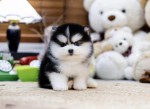 pomsky šteniatka na adopciu