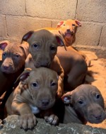 Apbt americký pitbull terier  Šteniatka