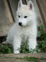 Male Siberian Husky Puppy for Sale – Your Perfect Companion!
