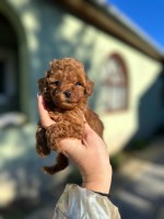 Toy Pudel a Mini Pudel Šteniatka 