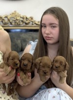 Šteniatka Cockapoo na predaj