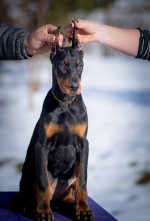 DOBERMAN PUPPY 