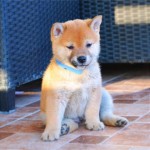 Shiba Inu Šteniatka 