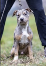 American pit bull terrier